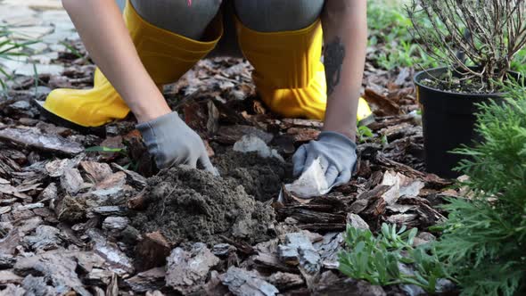 A Young Woman is Planting a Lavender Bush in the Soil