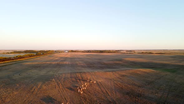 Aerial view flying high above pronghorn antelope herd running over golden fields in rural Alberta, C