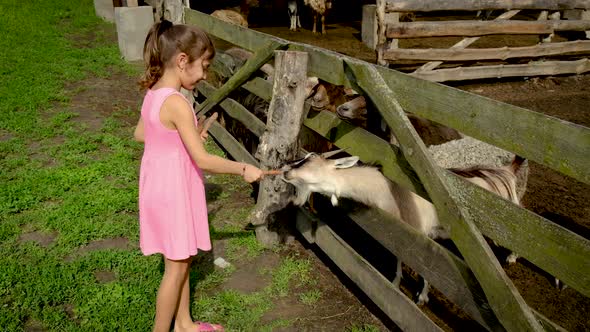 The Child Feeds the Goats on the Farm Herd