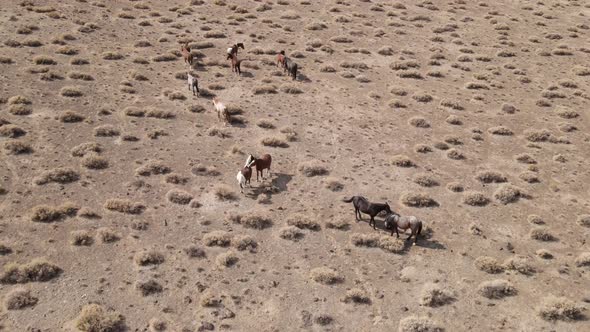 Aerial shot of wild horses in the desert