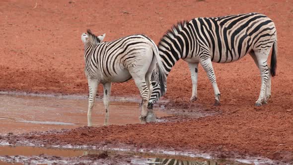 Plains Zebras Drinking At A Waterhole - South Africa