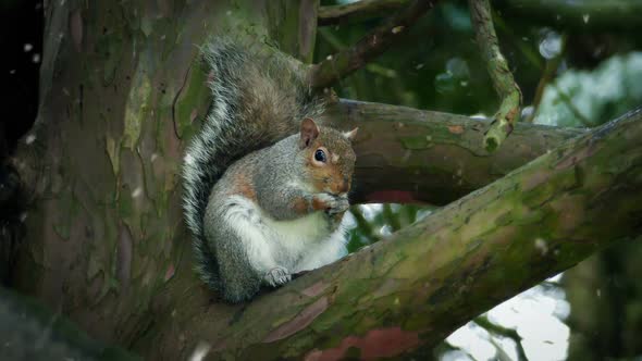 Squirrel Eating On Tree Branch In Snowfall