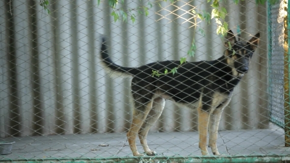 Dog In The Cage.