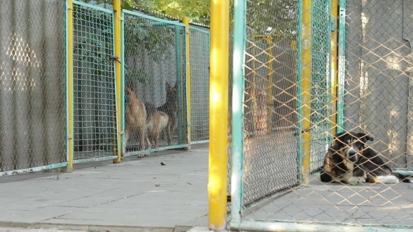 Dogs At The Shelter