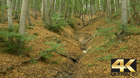 Ravine in the Forest