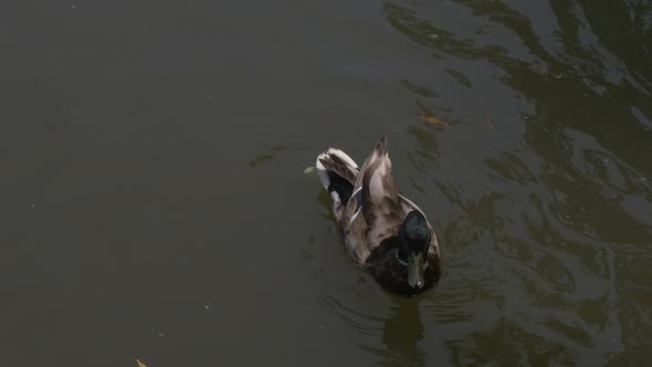 Two Mallards, Wild Ducks, Are Floating Close to