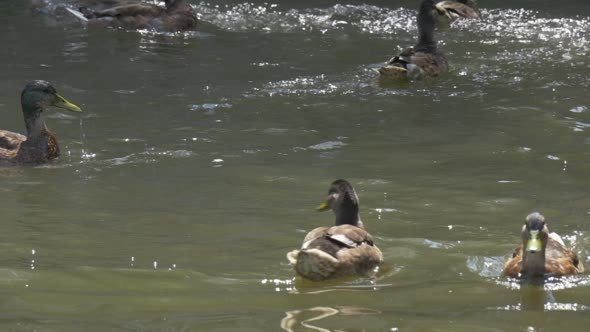 Mallards, Wild Ducks, Are Floating in The Pond,