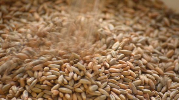 Wheat Seeds Slowly Fill The Screen