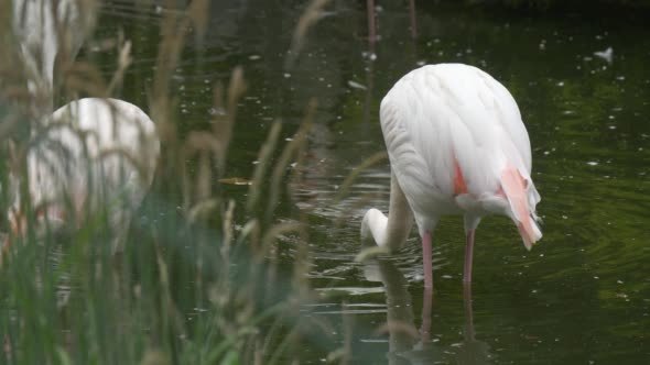 White Flamingos, Pink Wings, on The Pond 