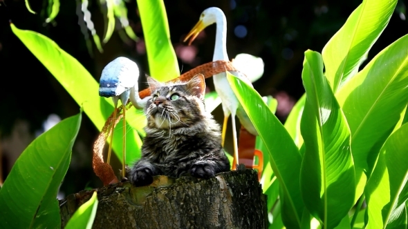 Playful Cat Sitting On a Tree Stump
