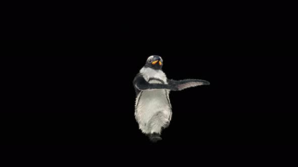 Penguin Dancing 4K