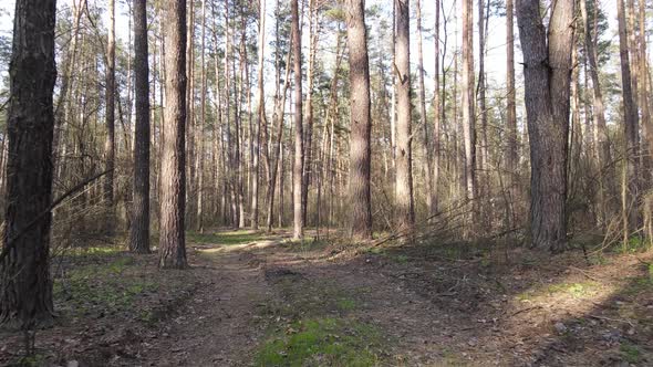 Aerial View of the Road Inside the Forest