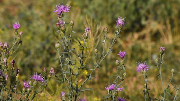 Pink Purple Thistle Flowers Tremble In The Wind