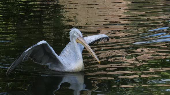 The great white pelican (Pelecanus onocrotalus) on the lake