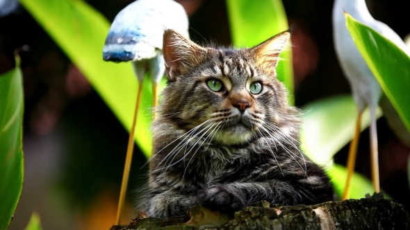 Attentive Cat Maine Coon Looking Around At Nature