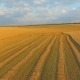 Field Of Wheat After Harvesting. - VideoHive Item for Sale