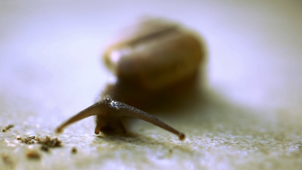 Crawling Snail With Brown Shell On Asphalt Surface