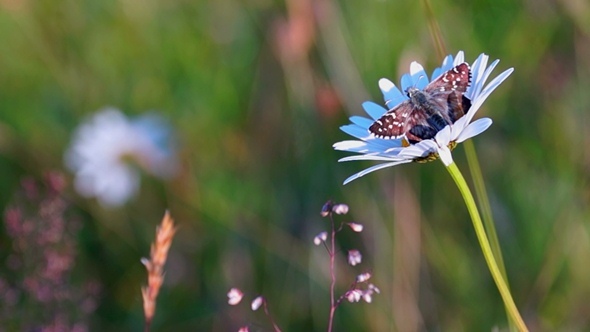 Butterfly and Camomile