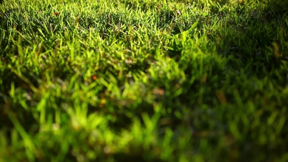 Green Grass Surface On The Sunset