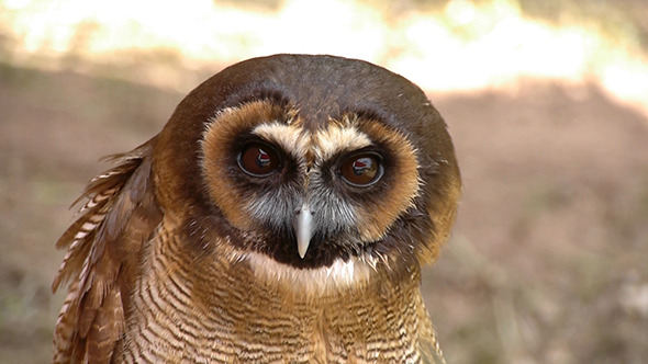 Brown Wood Owl