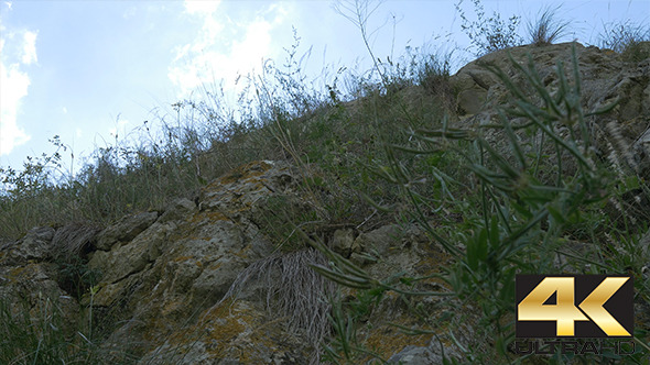 Vegetation on Mountain Rocks