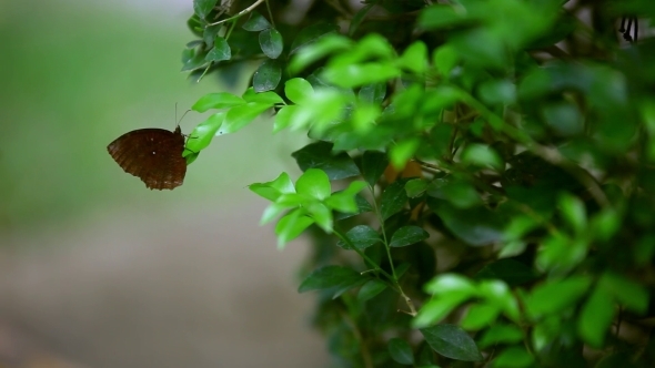 A Brown Butterfly Sitting On The Leaf Of a Plant.