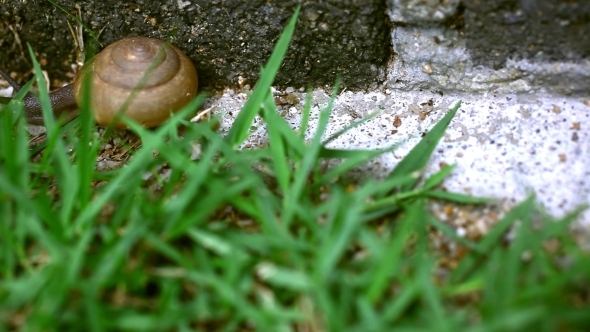Crawler Snail On The Grass
