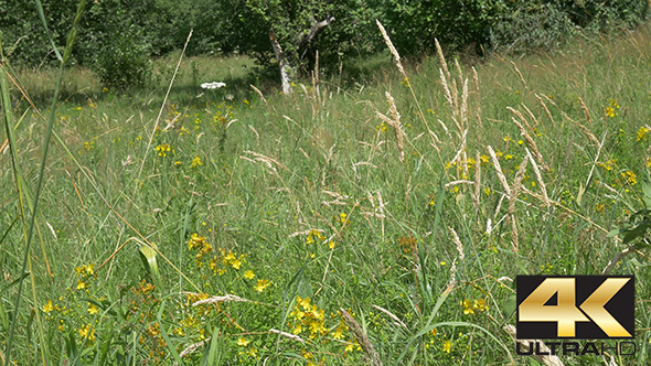 Butterflies and Wild Flowers