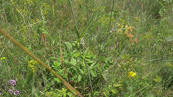 Butterfly in the Meadow