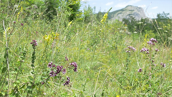 Wild Flowers and Meadow