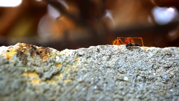 Red Ants Get Their Food Larva, Midge, Bug. 