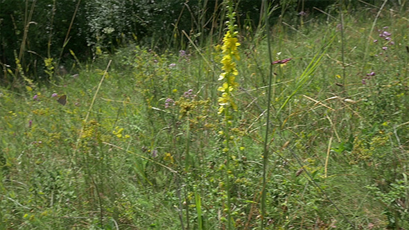 Butterfly in the Meadow