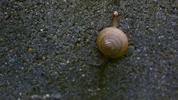 Crawling Snail With Brown Shell On Asphalt Surface
