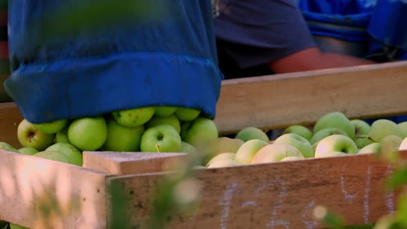 Apple Harvest. Close-up. Seasonal Workers Pour Juicy, Ripe, Freshly Picked Apples From Special Bags