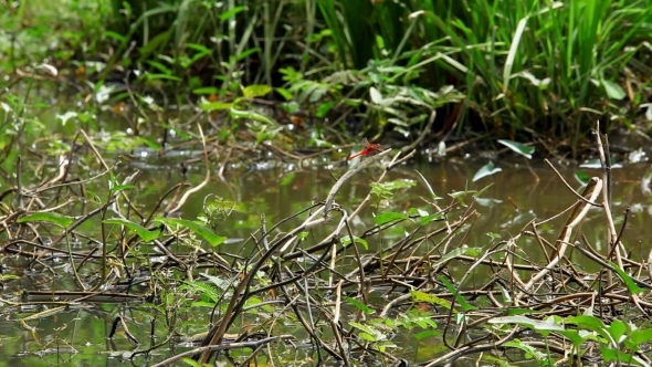 Red Dragonfly Sits On a Branch And Flies