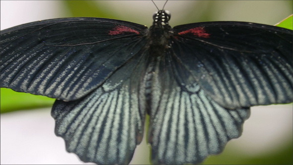 A Black Back Wings of a Butterfly