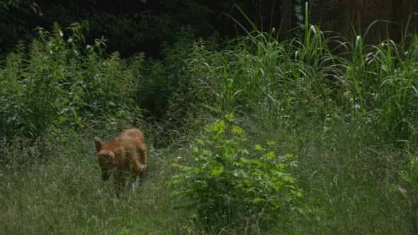 Maned Wolf Through The Bushes, Grass, Chrysocyon