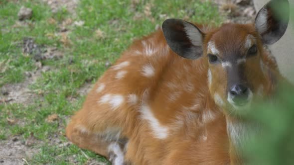 Female Deer Lying, Moving Her Ears