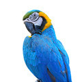Blue and Gold Macaw isolated - PhotoDune Item for Sale