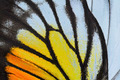 yellow and orange butterfly wing - PhotoDune Item for Sale