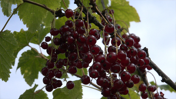 Red Currant 8