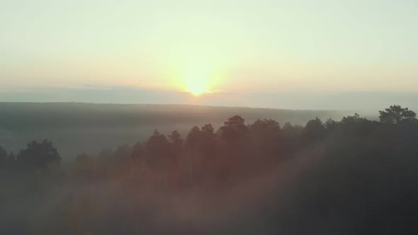 A Foggy Sunrise in the Forest