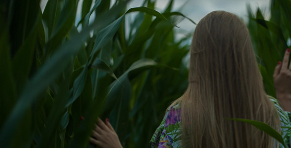 Overgrown Foliage of Corn
