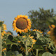 One Sunflower Against Many - VideoHive Item for Sale