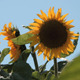 Three Flowering Sunflowers In The Wind - VideoHive Item for Sale