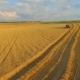 View From The Top For Cleaning Wheat Field - VideoHive Item for Sale