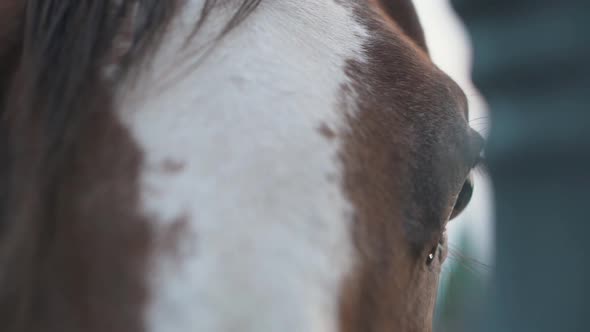 Horse eye close up