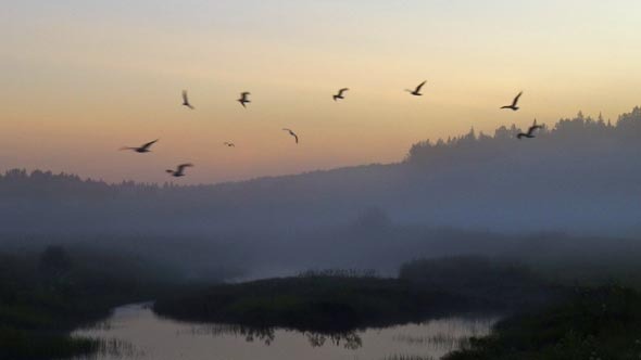 Birds Fly at Night in the Fog Over the Field