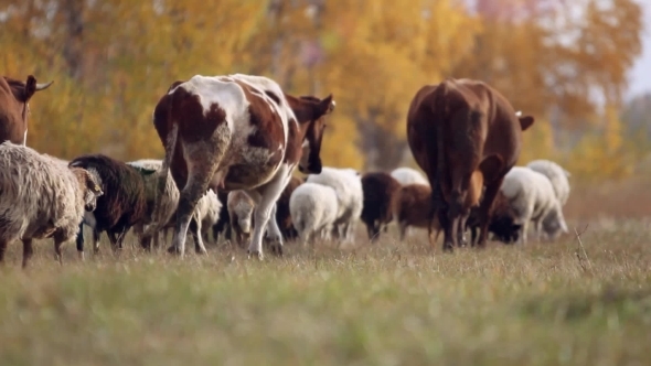 Herd Of Sheep And Cows Grazing In a Meadow Near