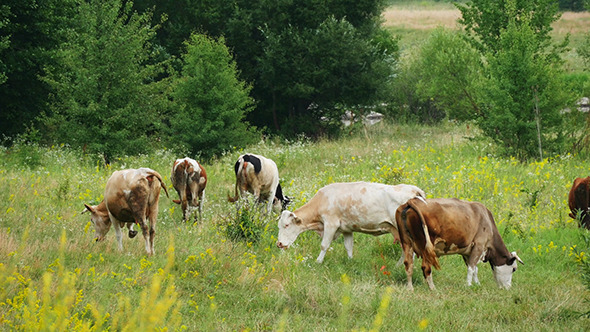 Cows Grazing On Green Summer Meadow